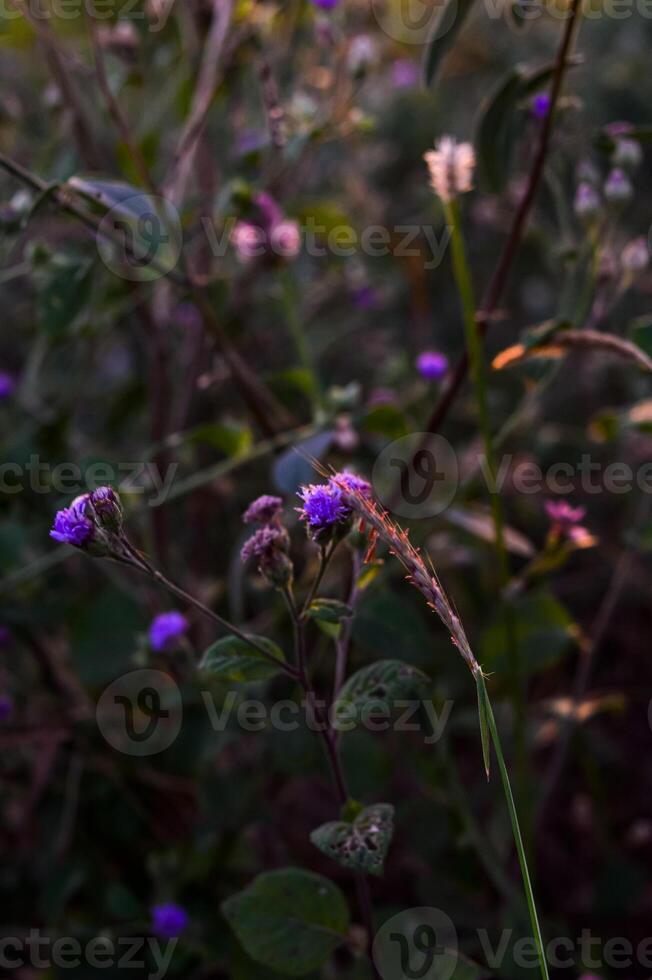 Ageratum conyzoides is an invasive weed in many regions. photo