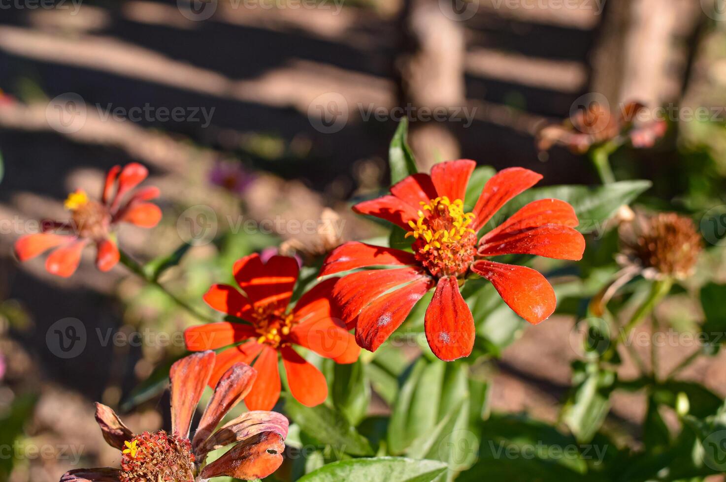 Zinnia peruviana is an annual plant up to 50 cm. It grows mostly on open areas. As an ornamental flowering plant around the world. photo