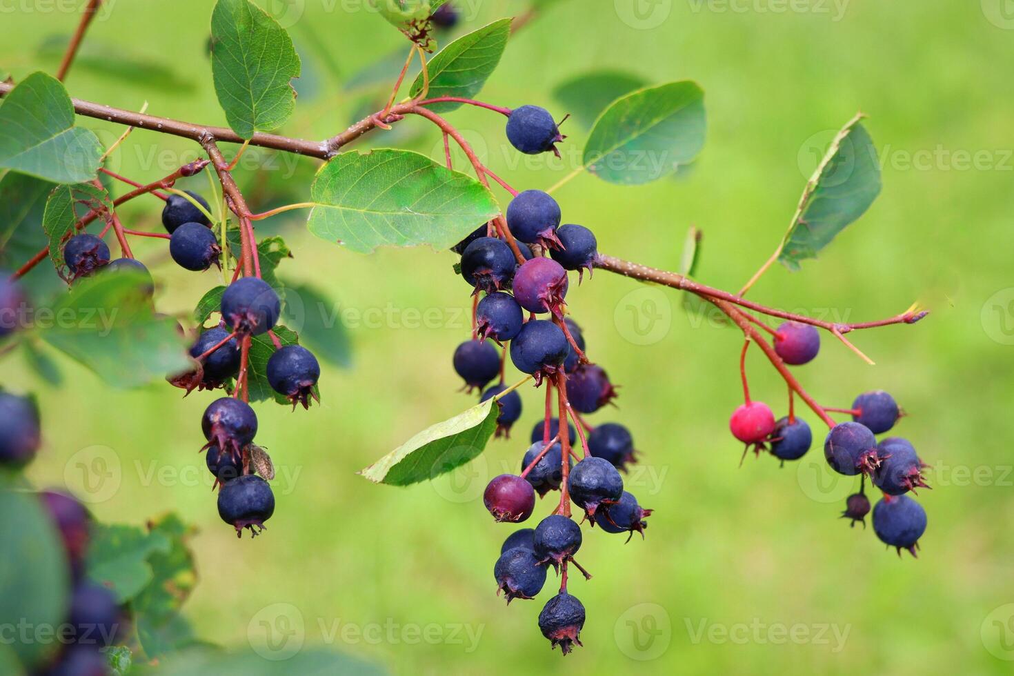 Saskatoon berry or Amelanhier , a genus of plants of the family Pink, Rosaceae, deciduous shrub. Berry brush on a background of leaves photo