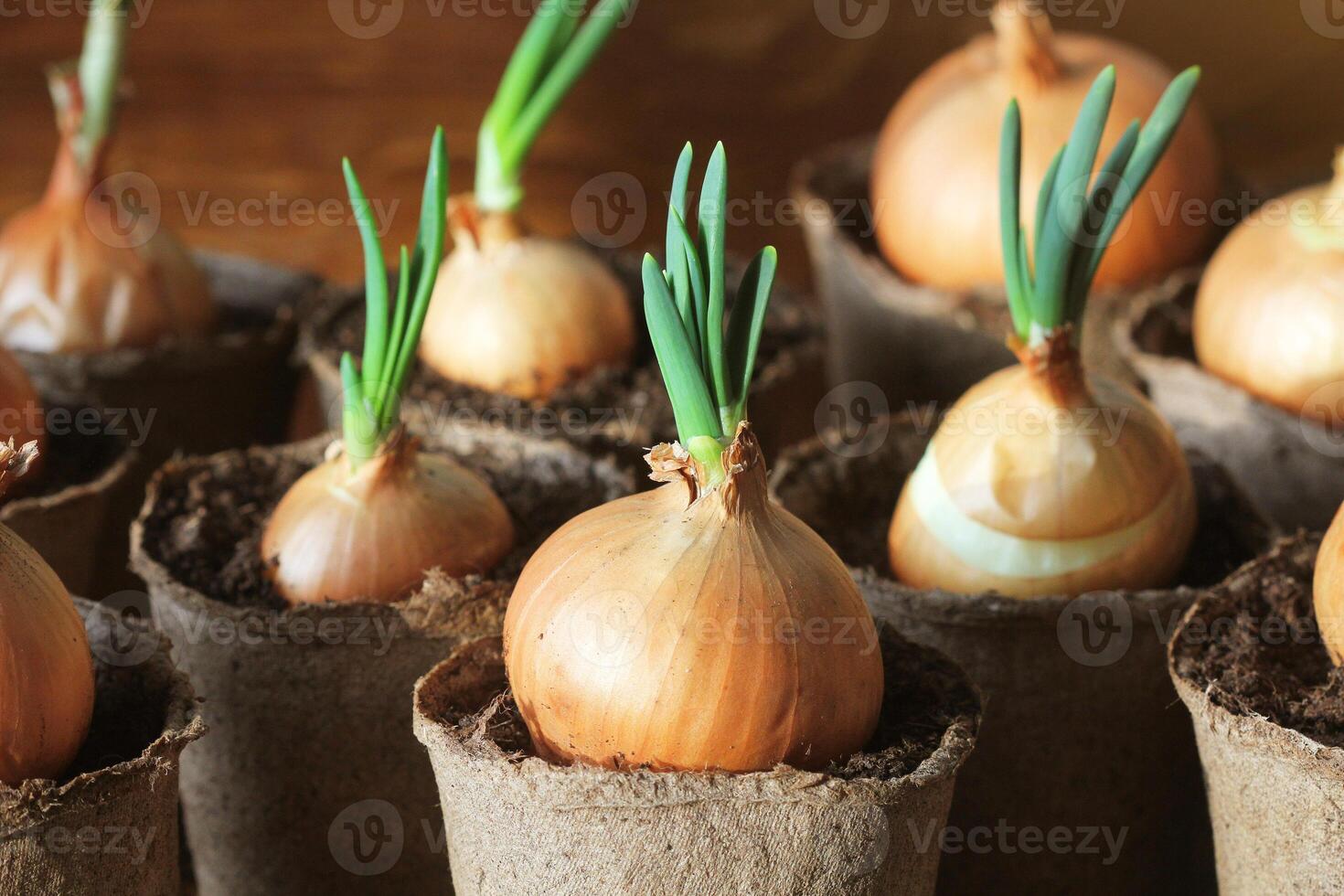 Young seedling of onion growing in pot on windowsill . Gardening concept. photo