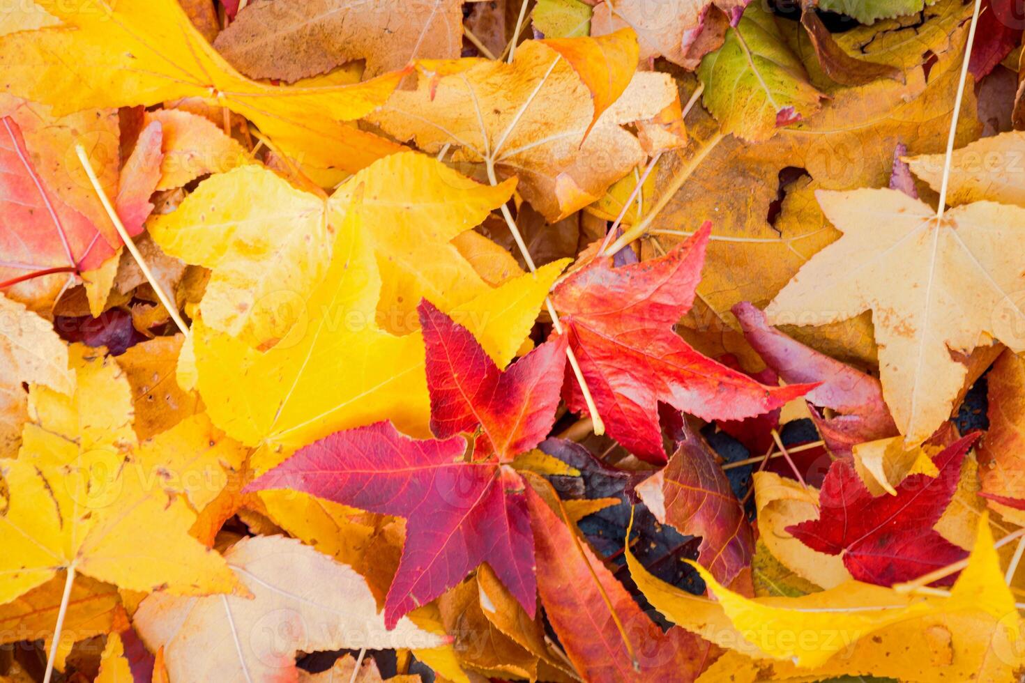 Background group autumn orange leaf. Multicolor maple leaves autumn background. photo