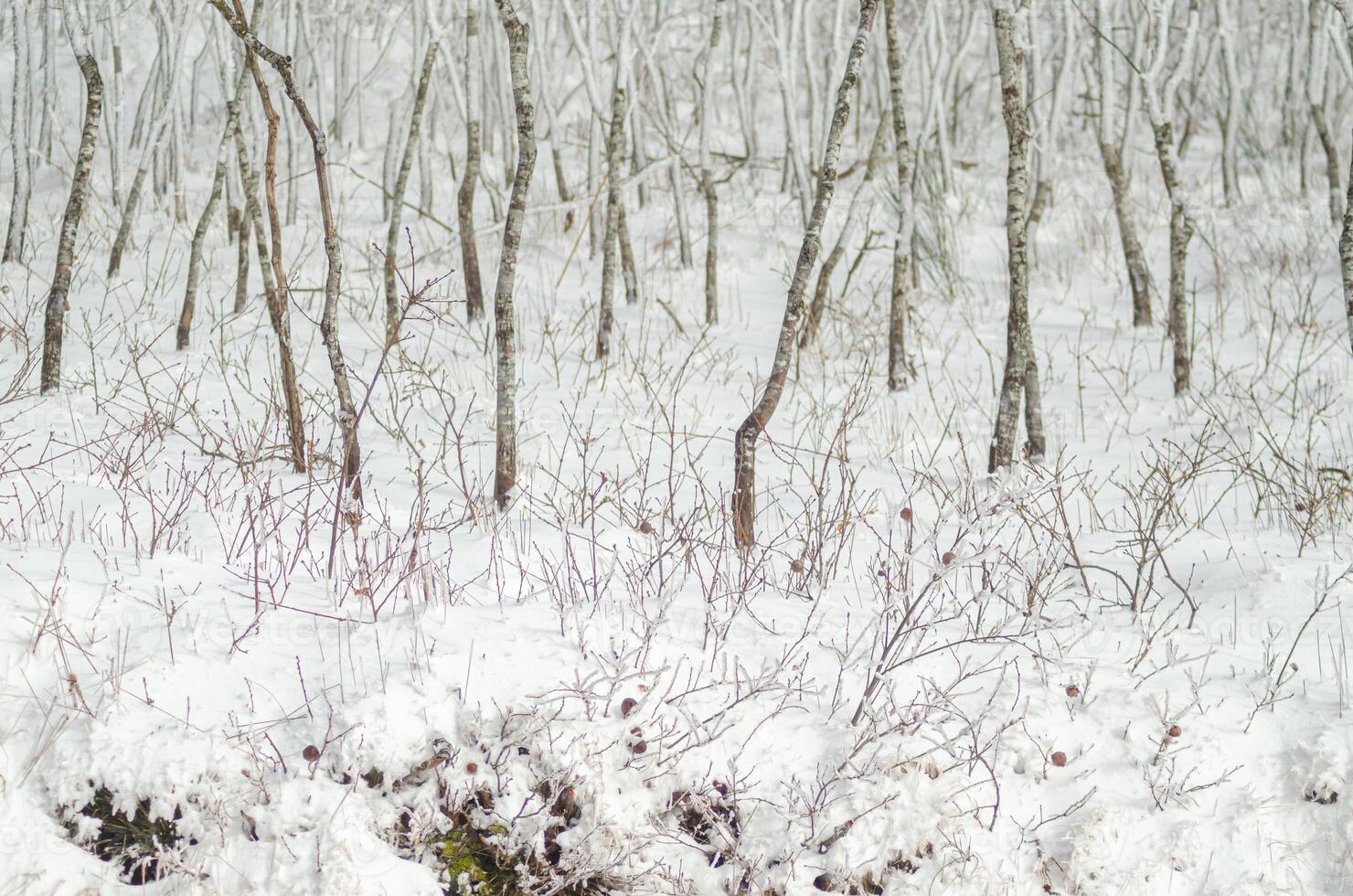 young oak forest after snowfall. Deciduous trees in the winter season. Winter nature concept background photo