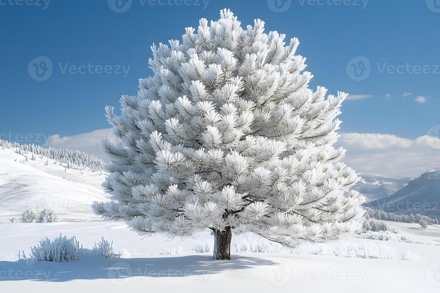 A tree covered in snow on a snowy hill photo