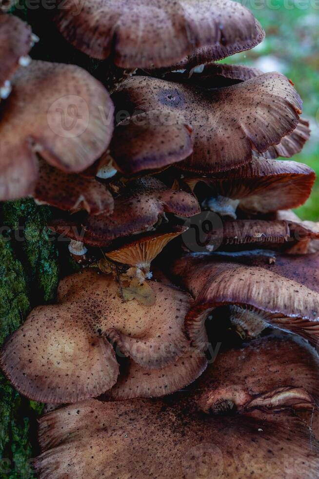 Close up from a bunch of Mushrooms growing on a tree at Autumn. In a forest in The Netherlands. photo