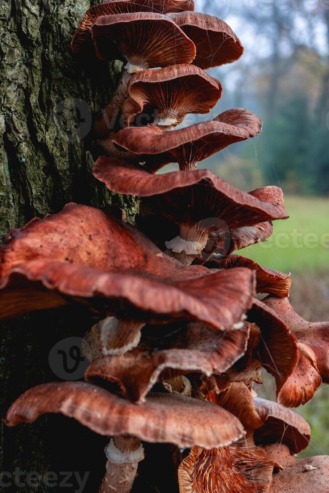Close up from a bunch of Mushrooms growing on a tree at Autumn. In a forest in The Netherlands. photo