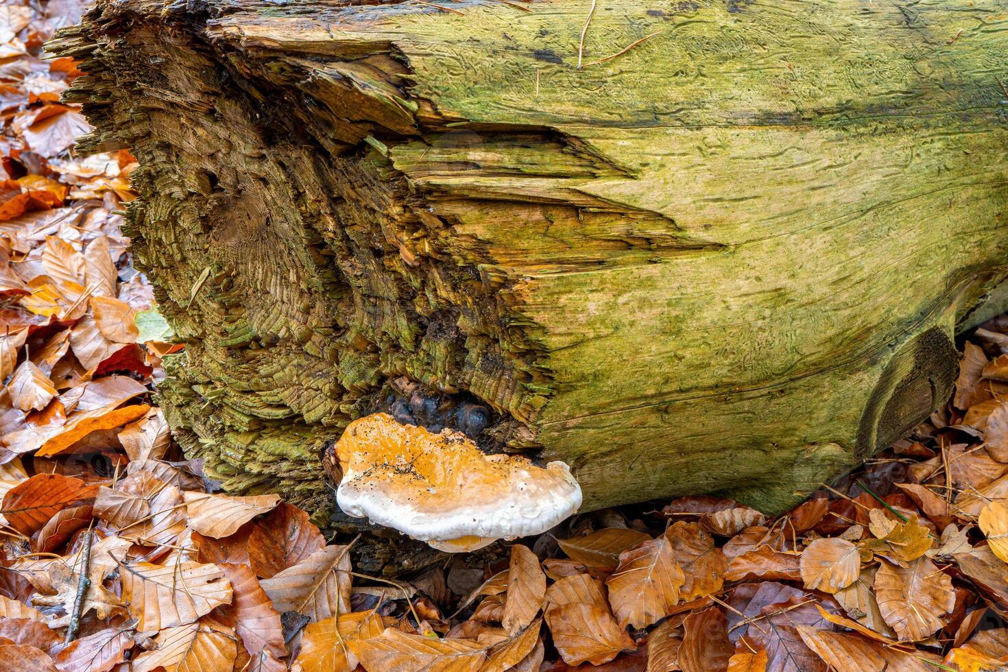 Close up mushrooms in Landgoed Beekhuizen in The Netherlands. photo