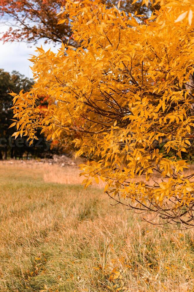 Yellow and red leaves on the trees. Autumn landscape. Nature in October photo