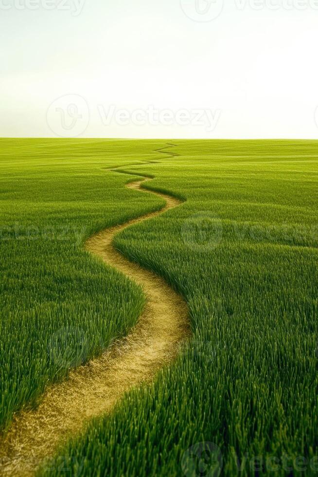 Winding path through lush green fields at sunset photo