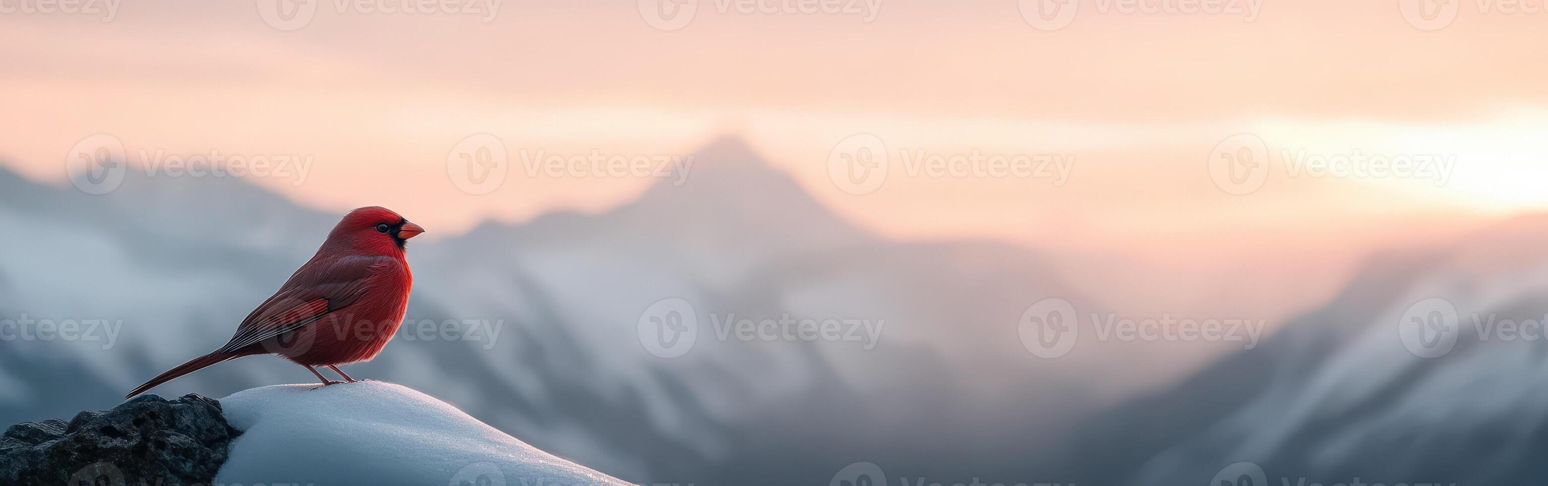 Bright red bird perched on snow-covered mountain ledge photo