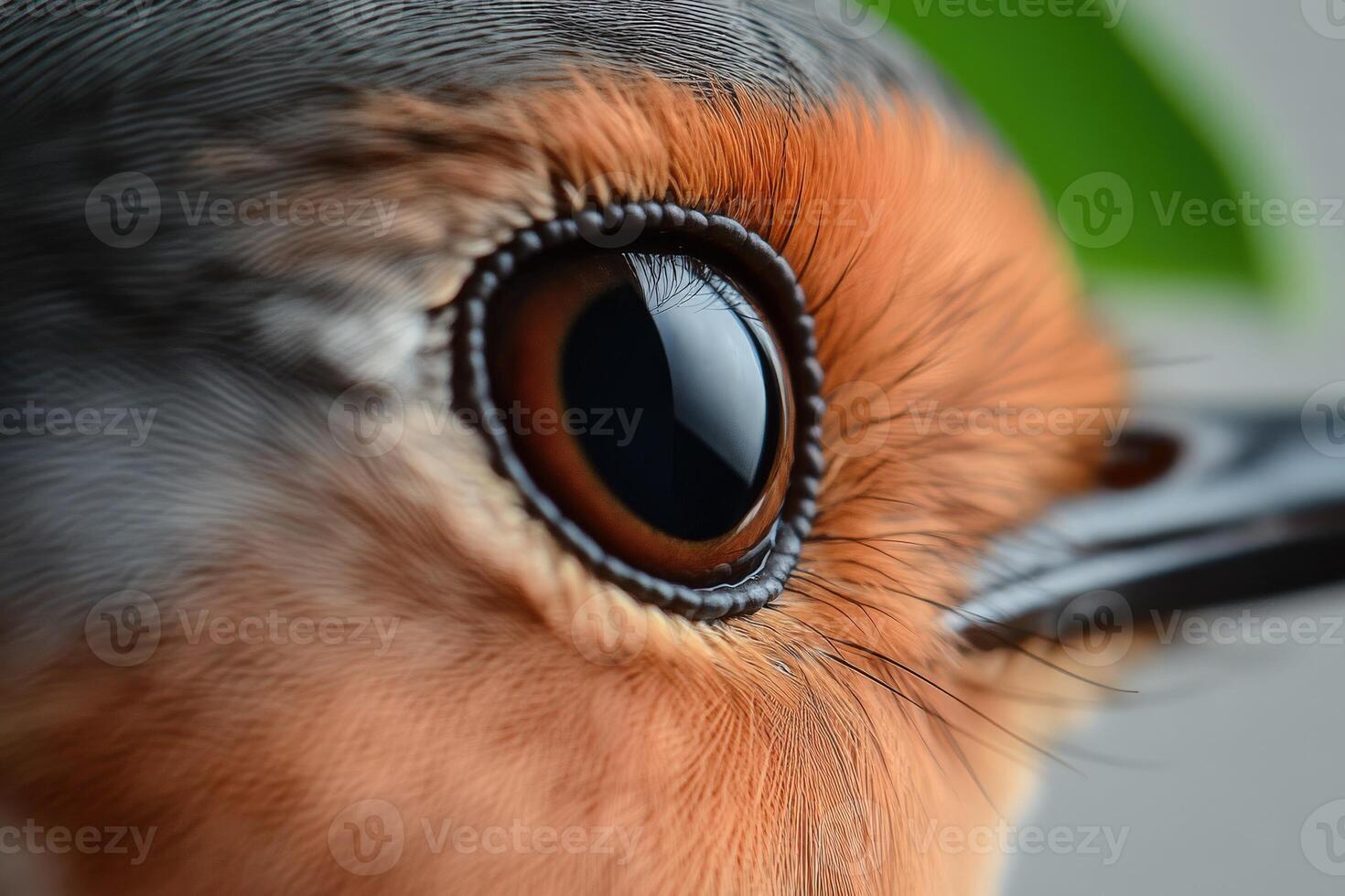 Close-up of a robin's eye with vibrant colors in nature photo