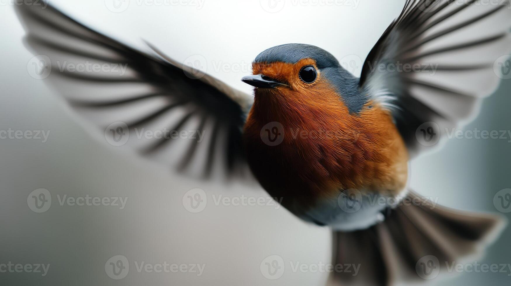 Robin soaring with vivid plumage in blurred backdrop photo