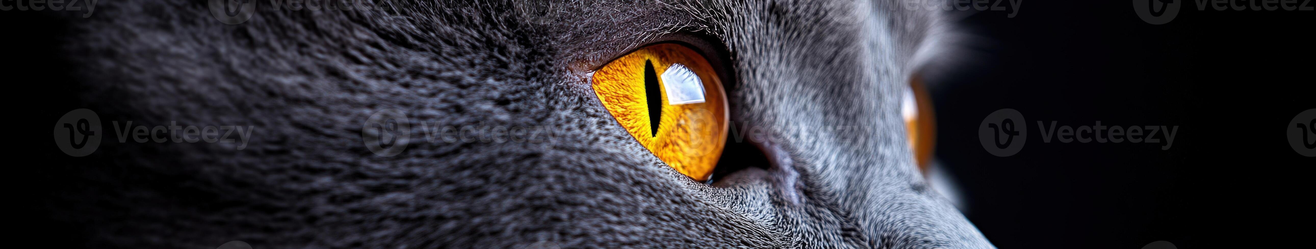 Close-up of a curious cat's striking eye detail photo