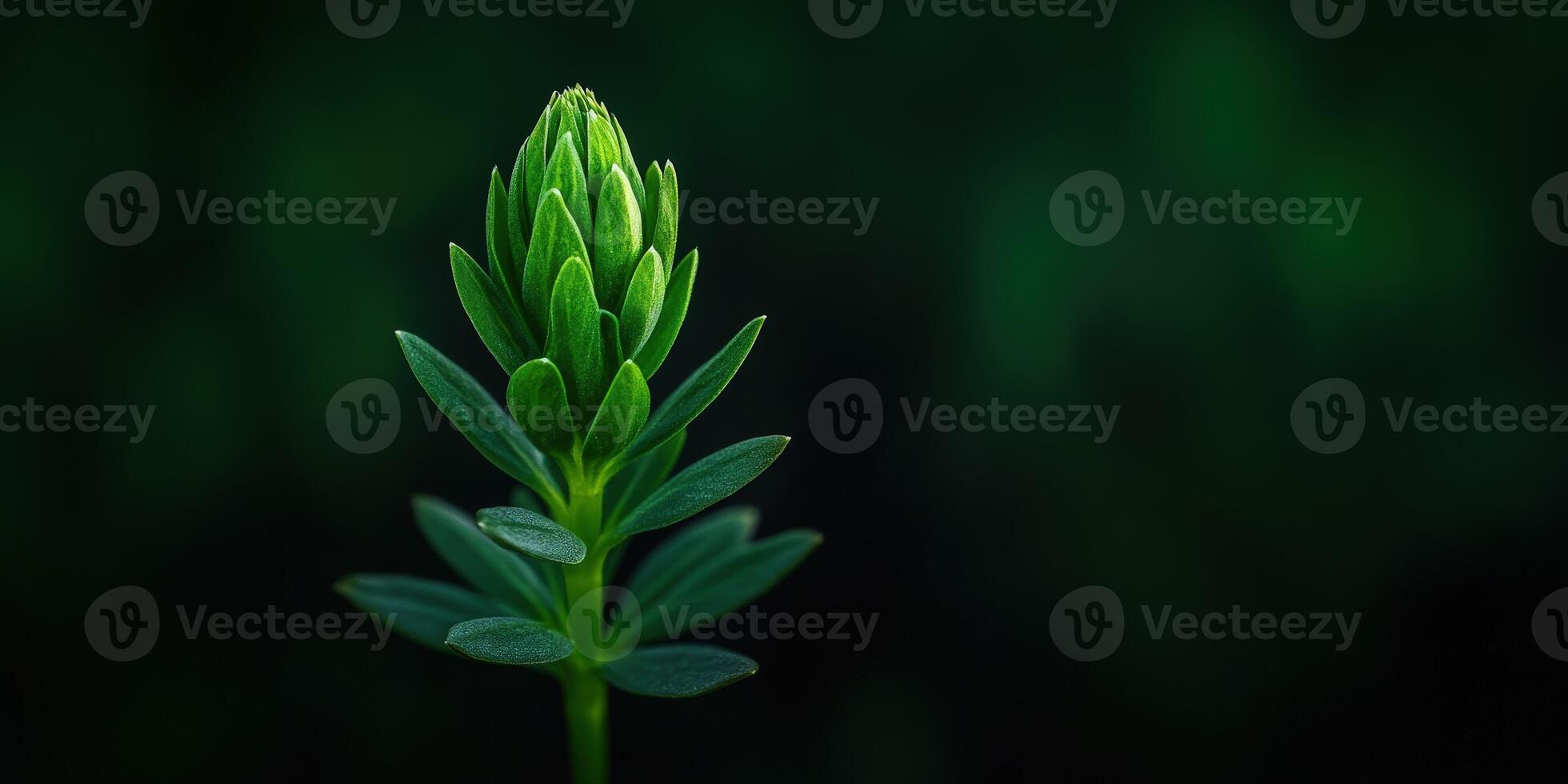 Fresh green plant emerging in a dark background photo