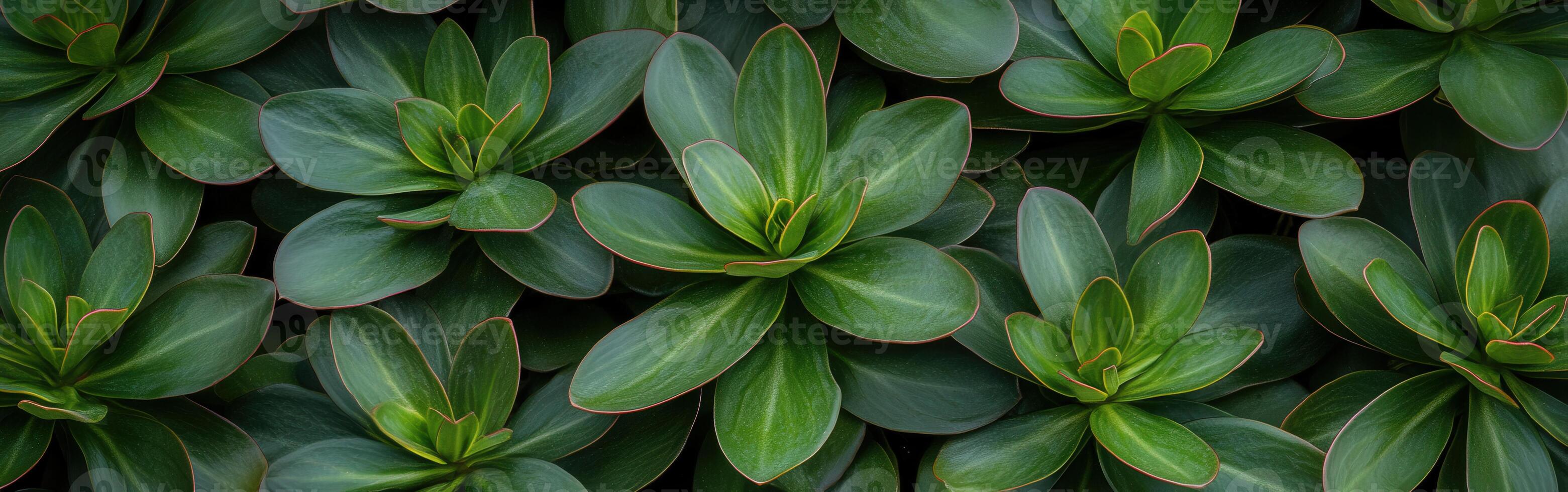 Lush green succulent plants in a natural arrangement photo