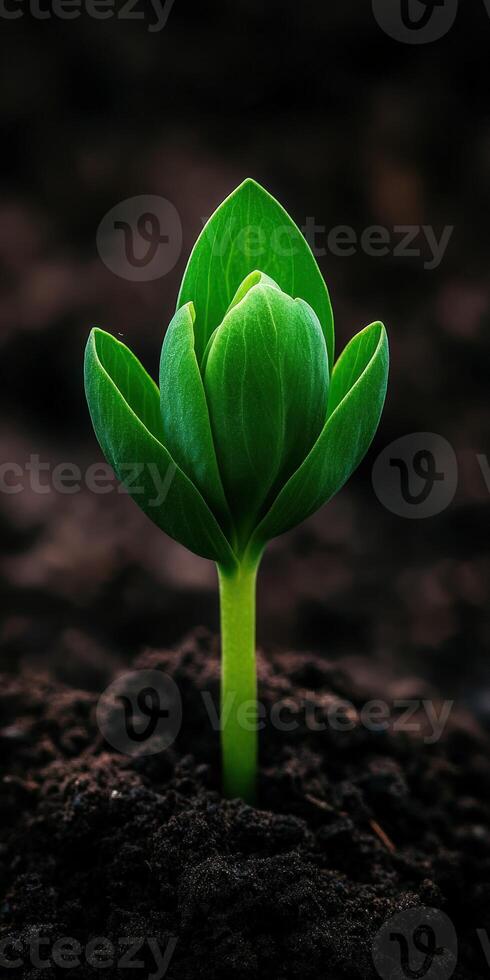 New plant sprout emerging from rich dark soil in spring photo