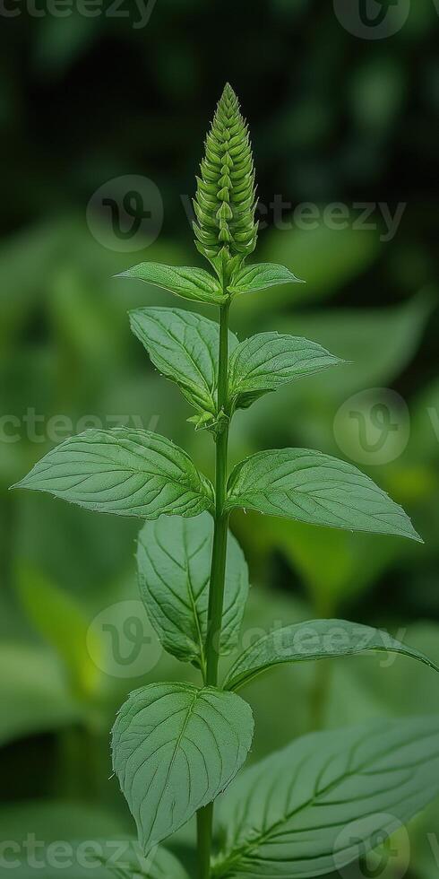 Green plant with a spiky flower in a lush environment photo