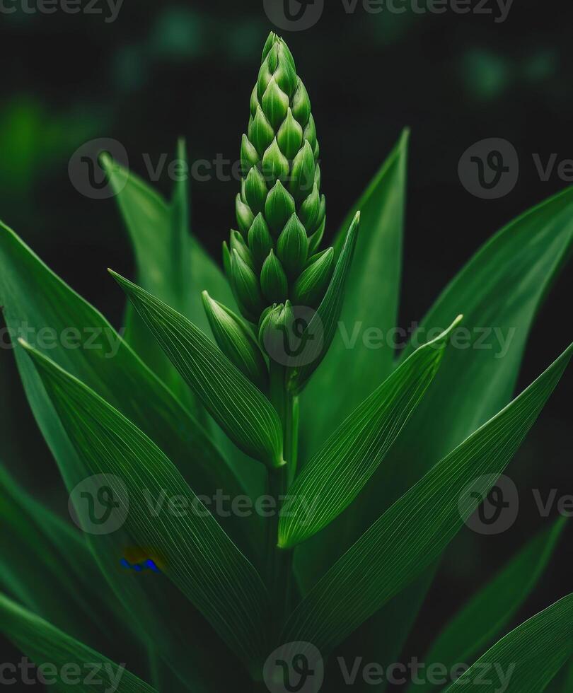 Green plant emerging with layered leaves in a dark setting photo