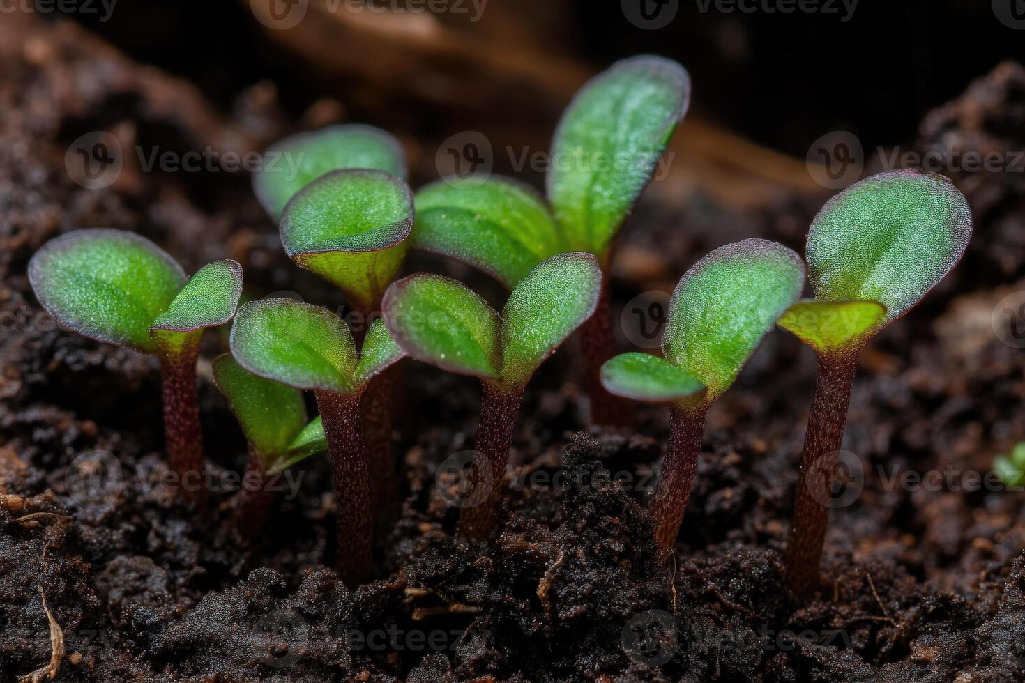 Small green seedlings emerging from rich dark soil in spring photo