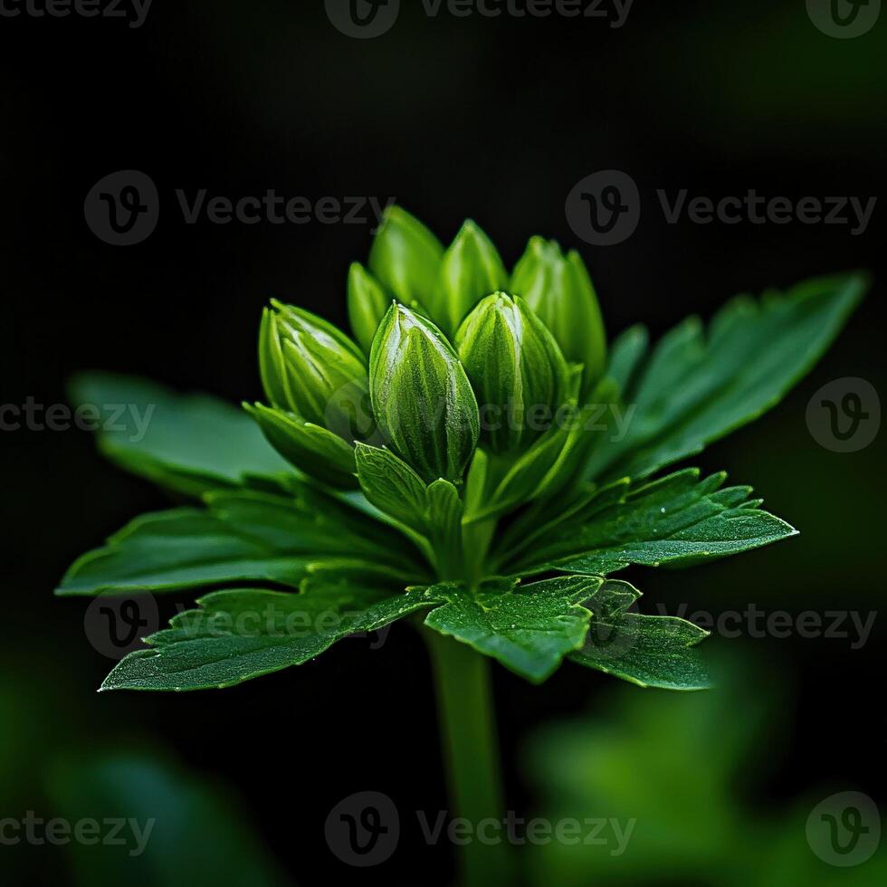 Green plant buds emerging in a lush forest environment photo