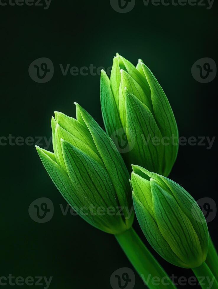Green flower buds emerge in soft light against dark backdrop photo