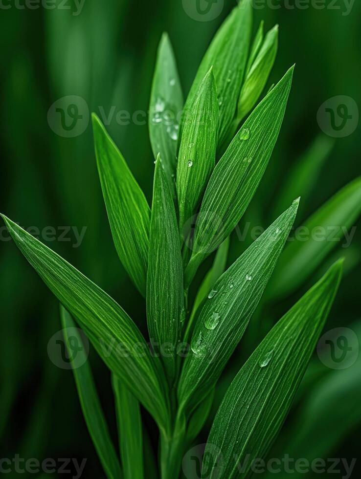 Fresh green plant leaves covered in water droplets in nature photo