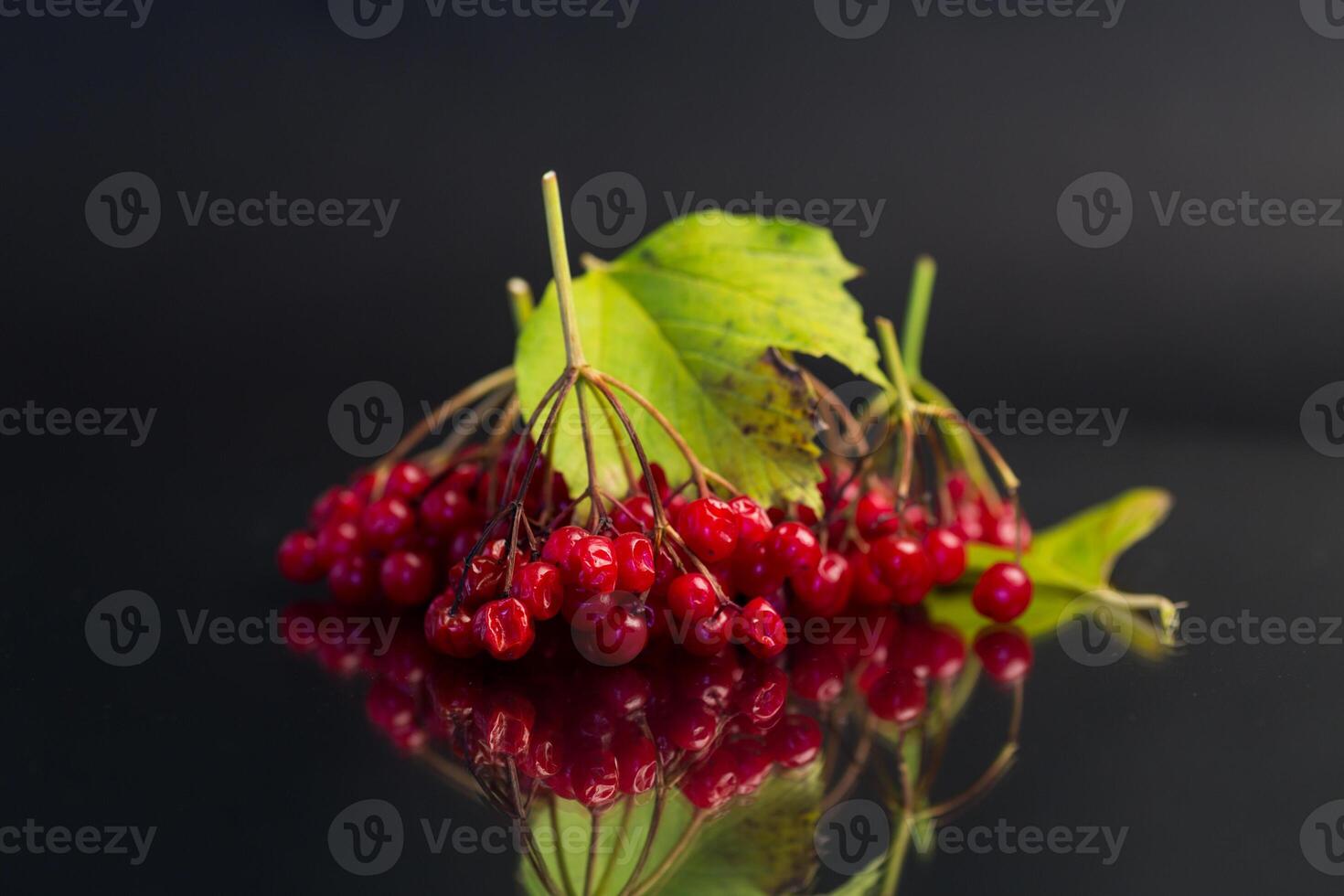 branch of ripe red viburnum, isolated on black background photo