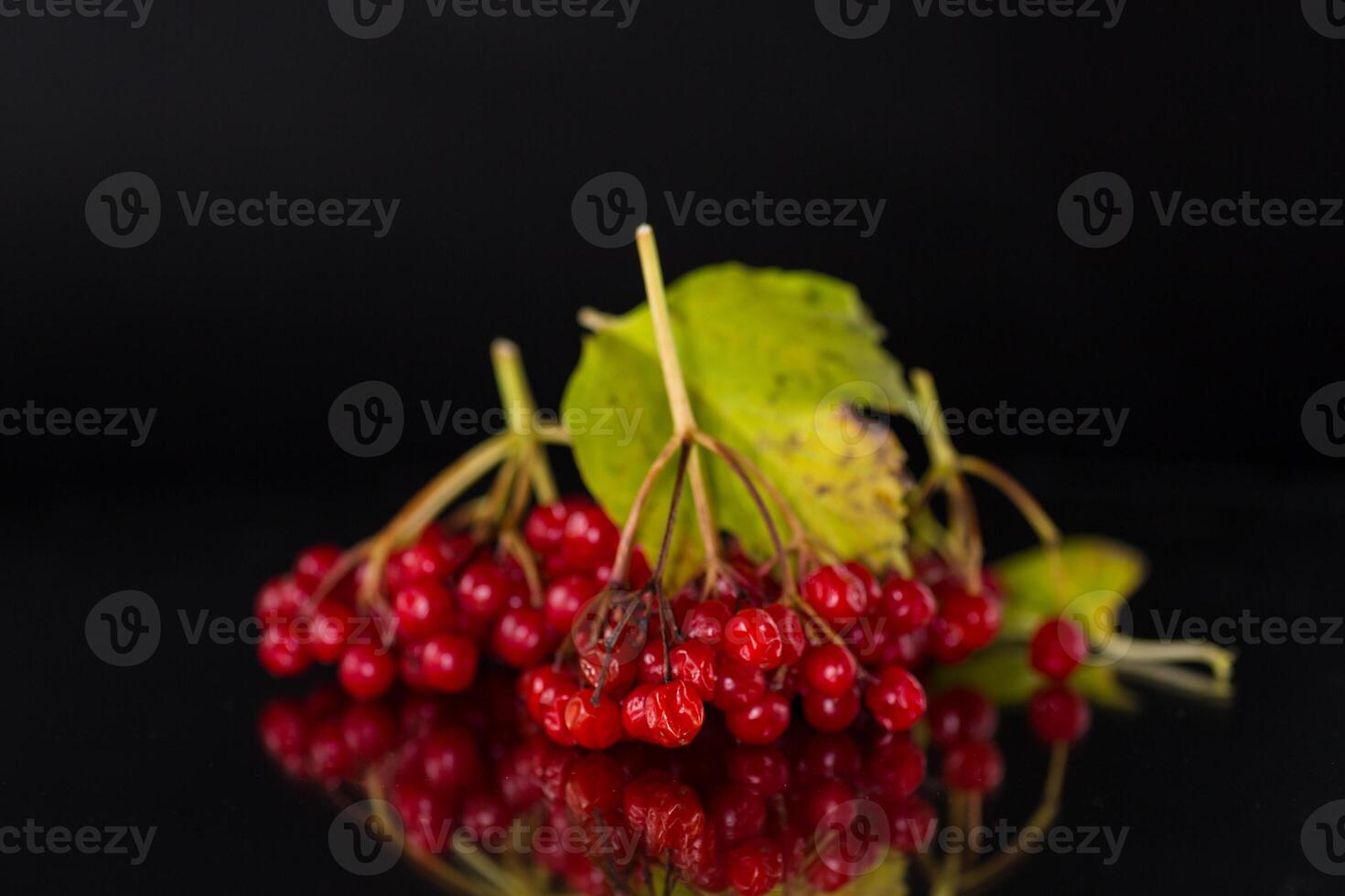 branch of ripe red viburnum, isolated on black background photo