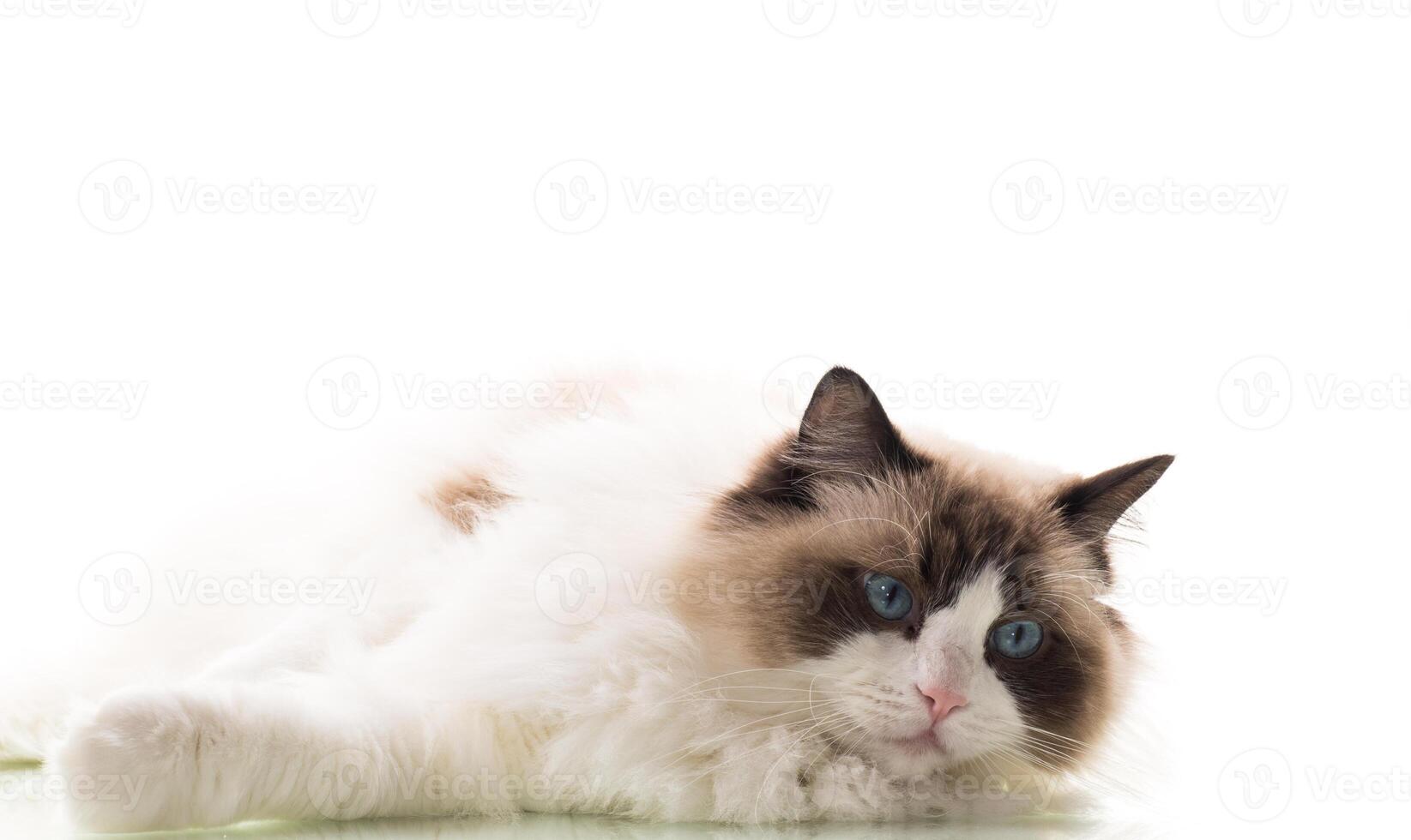 Happy beautiful Ragdoll cat isolated on white background photo