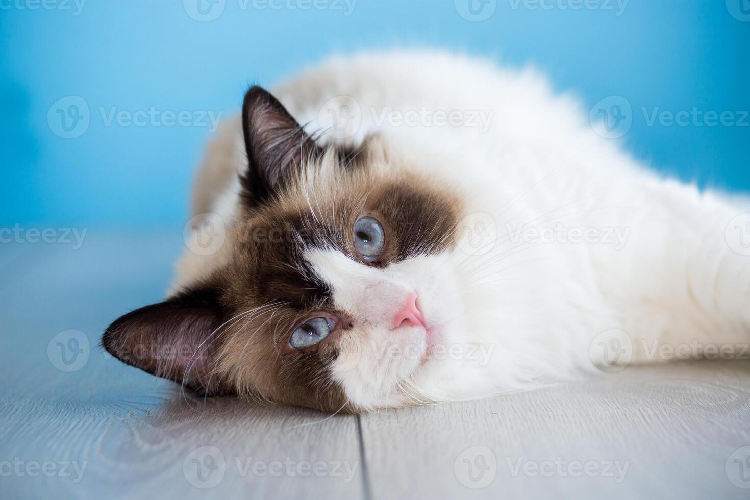 portrait of a beautiful young healthy Ragdoll cat photo