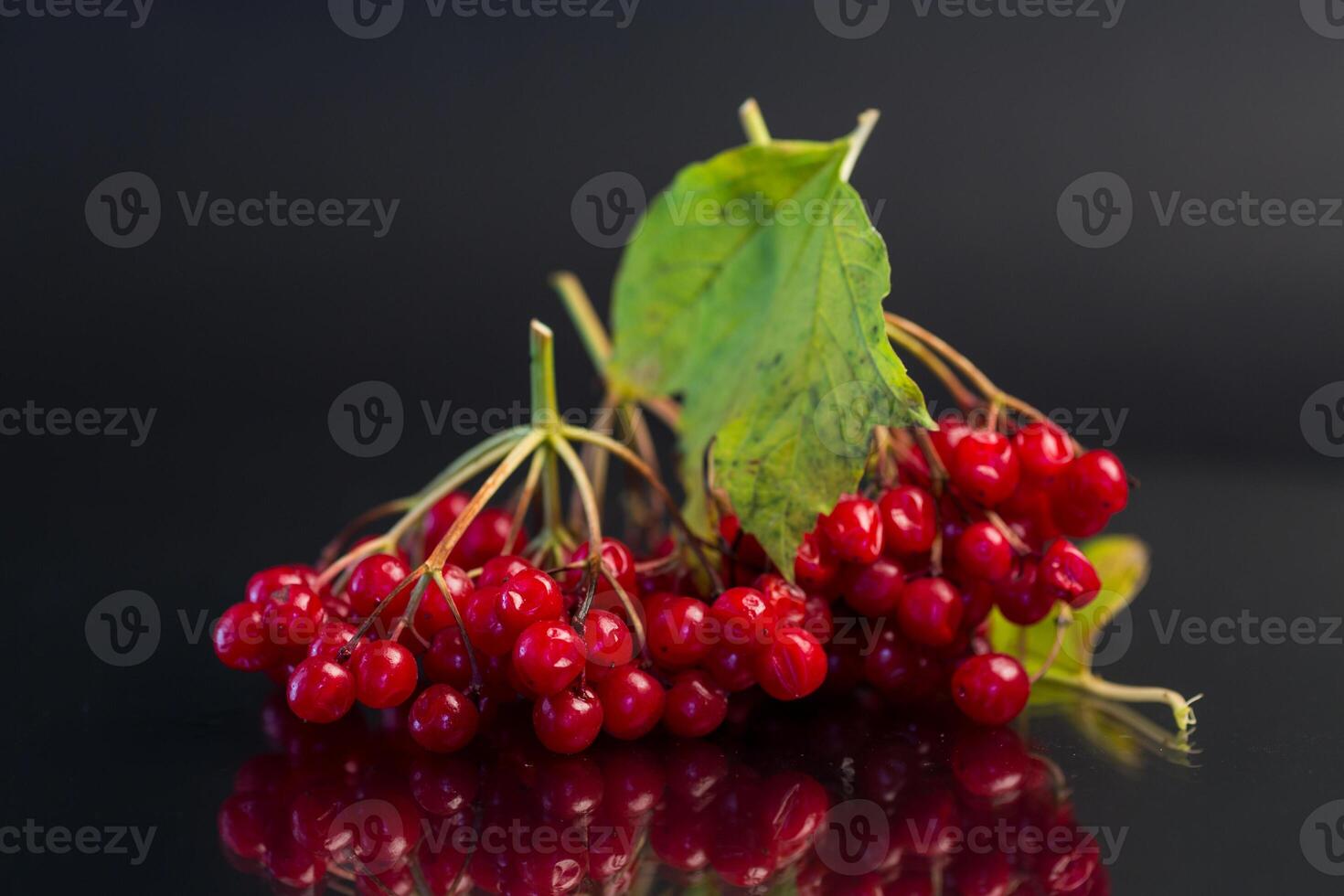 branch of ripe red viburnum, isolated on black background photo