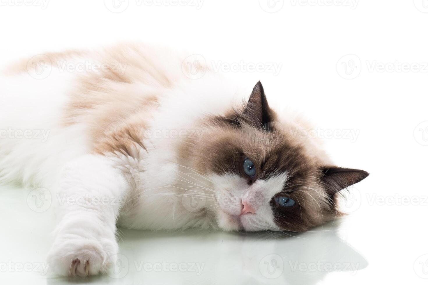 Happy beautiful Ragdoll cat isolated on white background photo