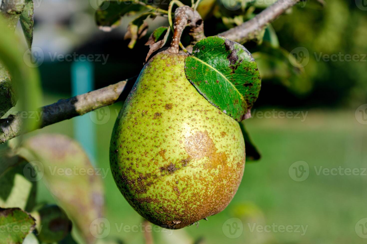 Pear on a young tree in a garden, different varieties, william pear, bon chretien pear, conference pear, healthy food photo