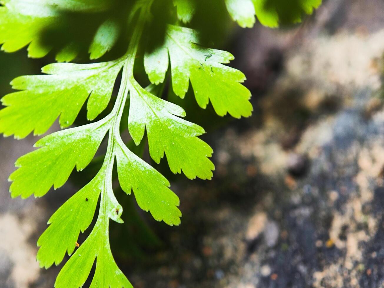 A close up of a green leaf on a tree photo