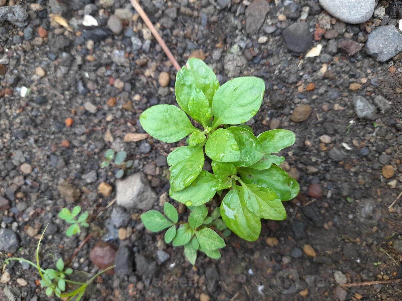 A top-down view of a young plant with vibrant green leaves, glistening with water droplets, growing in dark, rocky soil. The plant appears to be thriving despite the harsh environment. photo