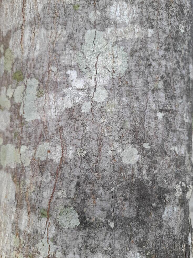 a close-up of tree bark with a rugged texture, displaying natural cracks and patterns. The bark has earthy tones of gray and brown, with some hints of orange photo
