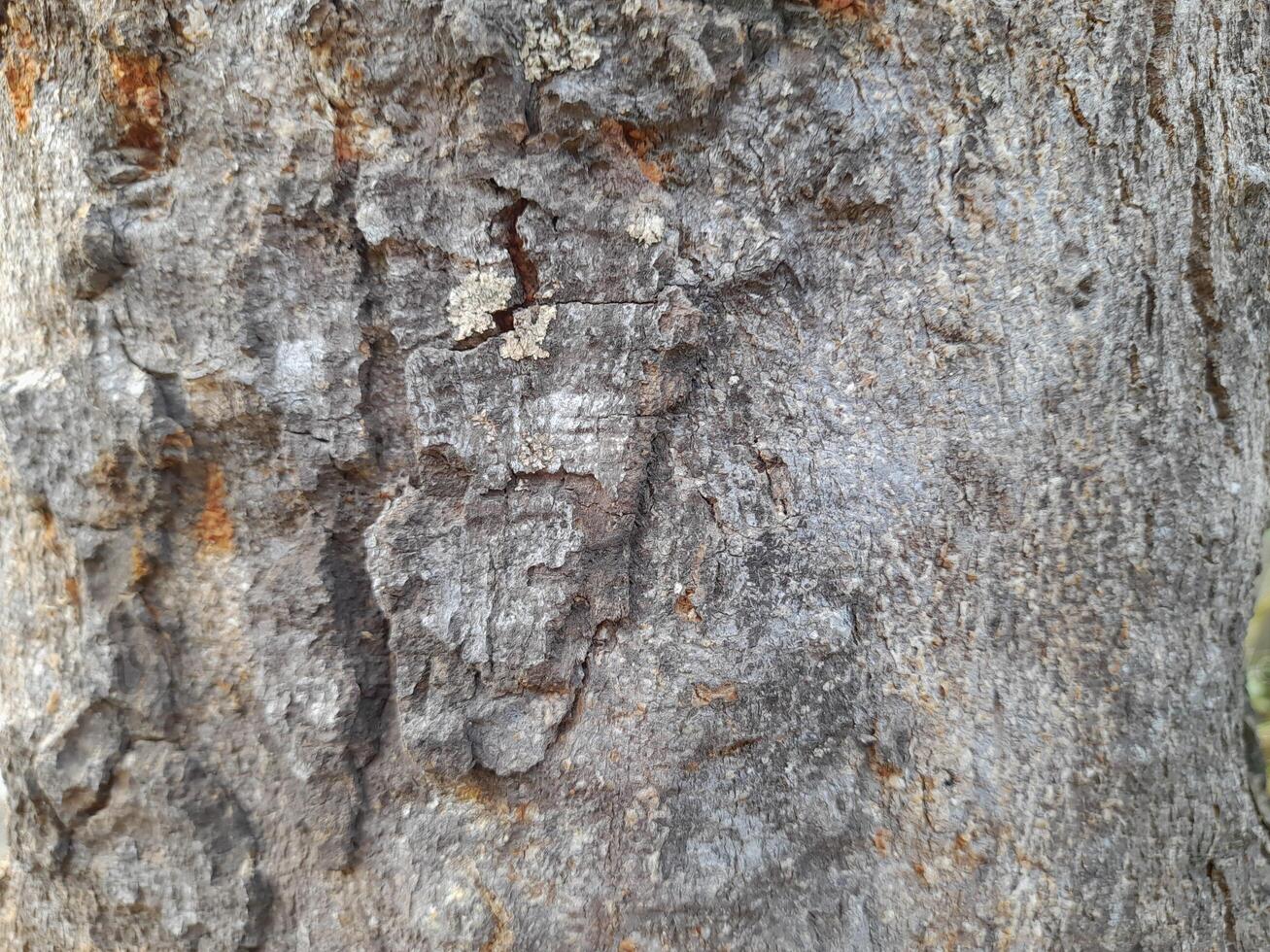 a close-up of tree bark with a rugged texture, displaying natural cracks and patterns. The bark has earthy tones of gray and brown, with some hints of orange photo