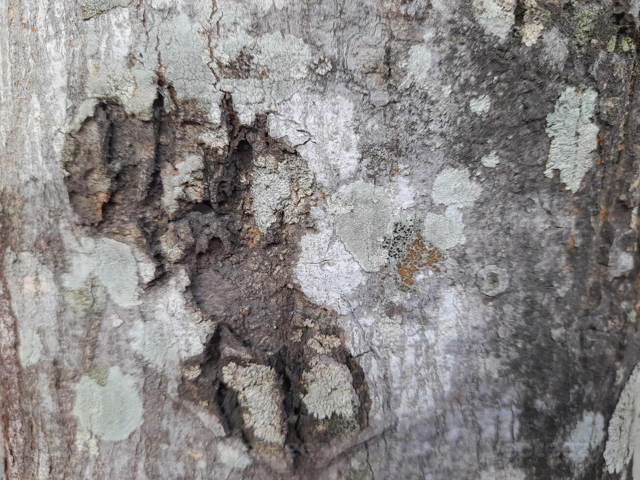 a close-up of tree bark with a rugged texture, displaying natural cracks and patterns. The bark has earthy tones of gray and brown, with some hints of orange photo