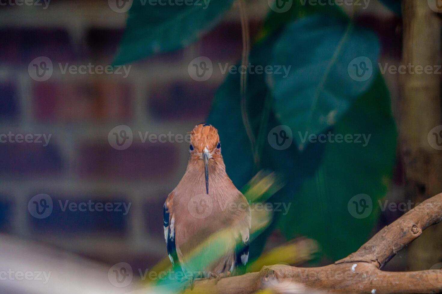 A Eurasian Hoopoe perched on a tree branch in a zoo, showcasing its distinctive crown like feathers and vibrant colors. The bird is surrounded by the lush greenery of its habitat photo