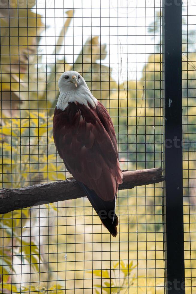 A powerful eagle perched at the zoo, showcasing its sharp features and intense gaze. The birds majestic presence highlights the beauty of wildlife in a natural habitat photo