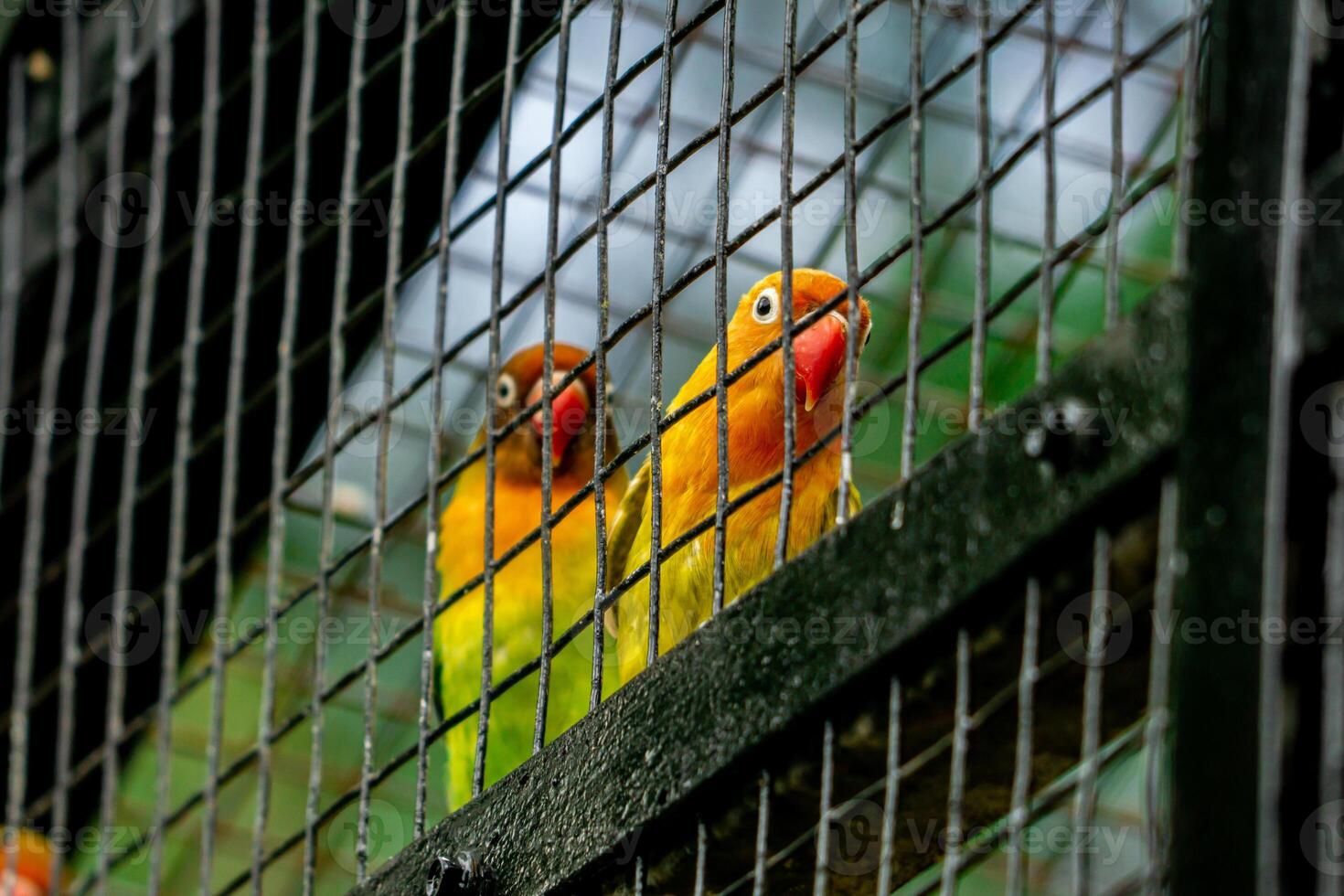 A colorful love bird perched on a tree branch in a zoo, enjoying its natural habitat. The vibrant plumage of the bird stands out against the green backdrop of the zoo photo