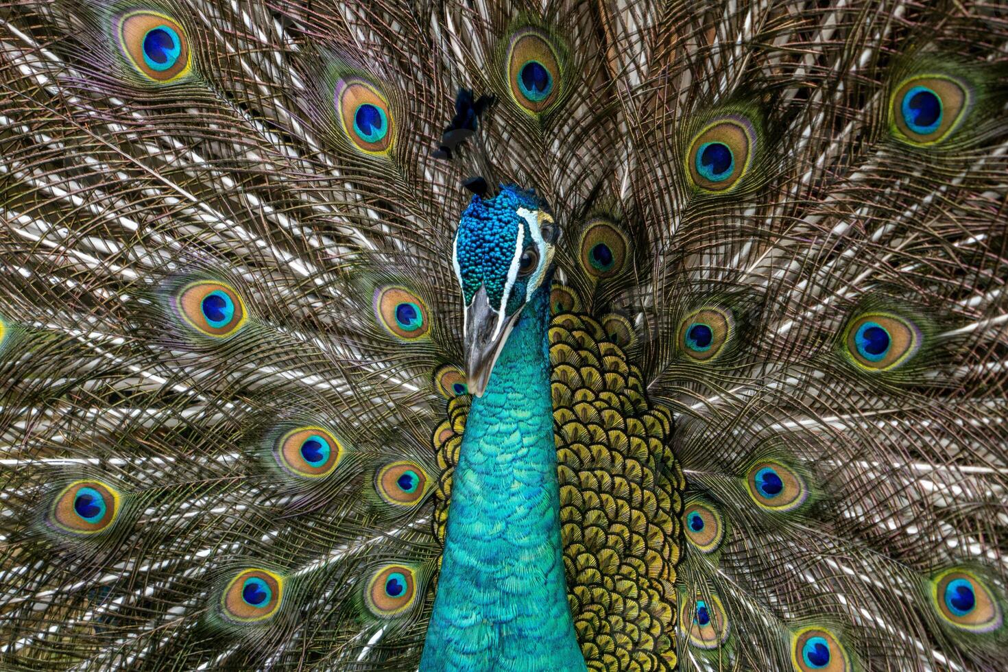 A beautiful peacock at the zoo with its tail fully spread, showcasing vibrant colors and intricate patterns. The setting highlights its elegance in a natural environment photo