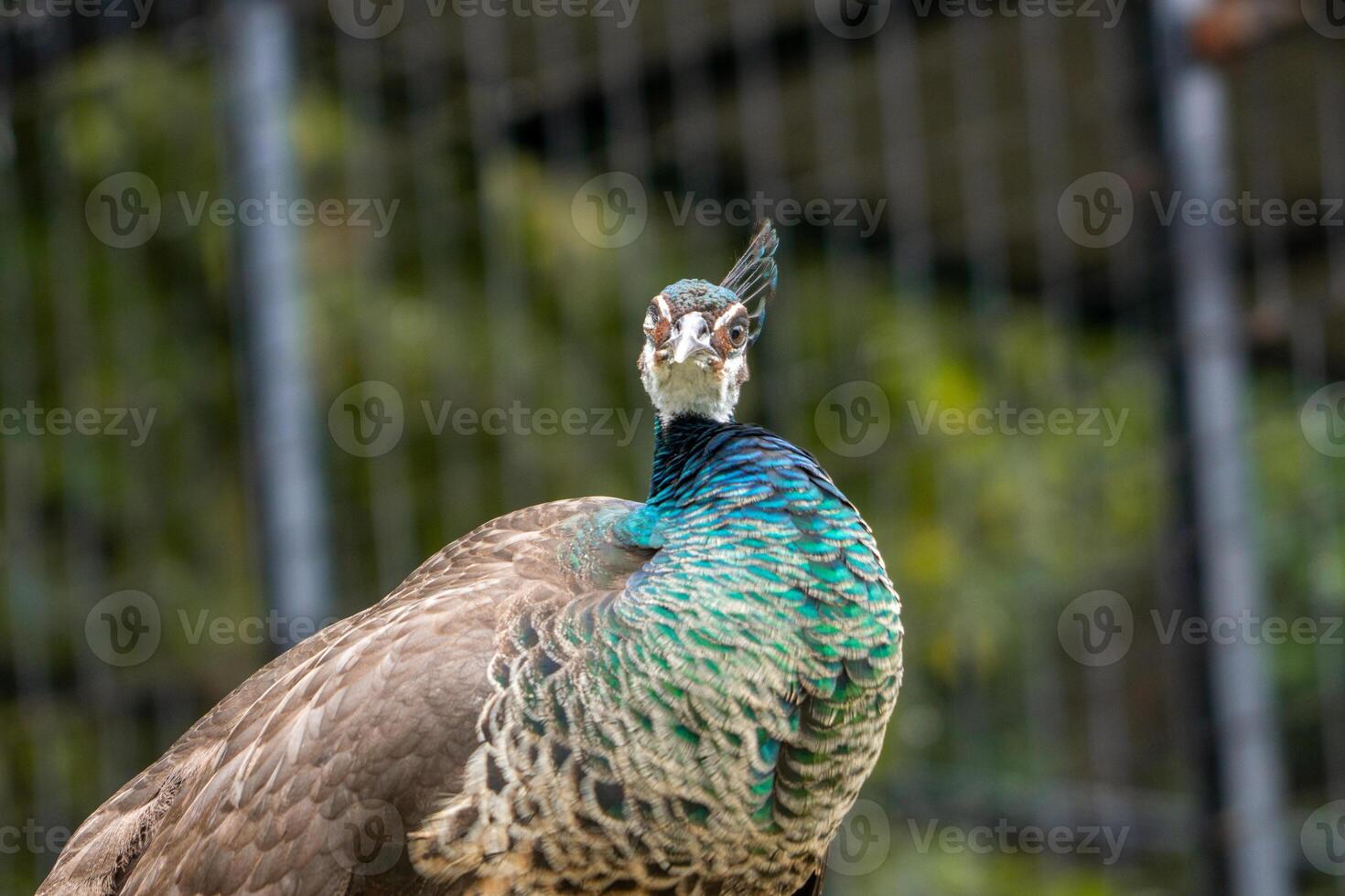 A beautiful peacock at the zoo with its tail fully spread, showcasing vibrant colors and intricate patterns. The setting highlights its elegance in a natural environment photo
