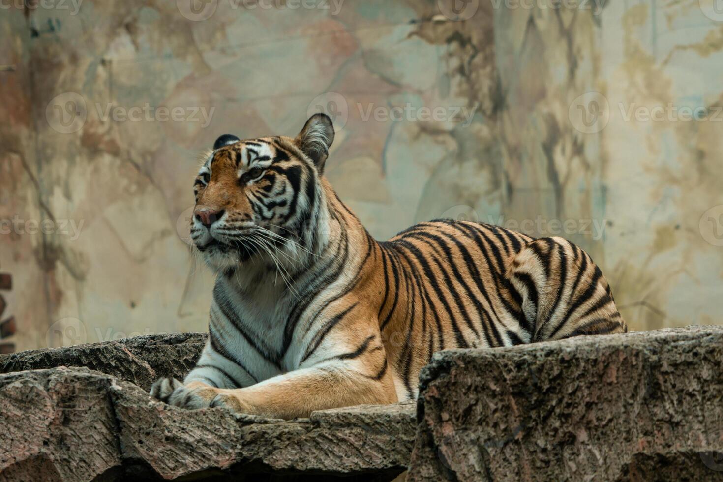 A Sumatran tiger resting peacefully at the zoo, showing its beautiful orange coat and black stripes. The majestic predator enjoys a moment of calm in its natural habitat photo