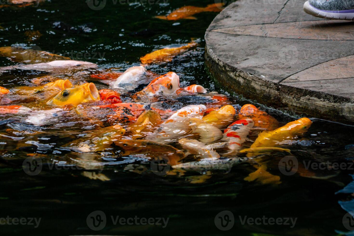 A group of colorful koi fish gathered in a pond, eagerly being fed. Their vibrant colors create a beautiful and serene scene as they swim together in the calm water photo