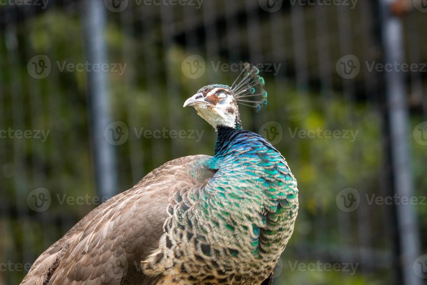 A beautiful peacock at the zoo with its tail fully spread, showcasing vibrant colors and intricate patterns. The setting highlights its elegance in a natural environment photo