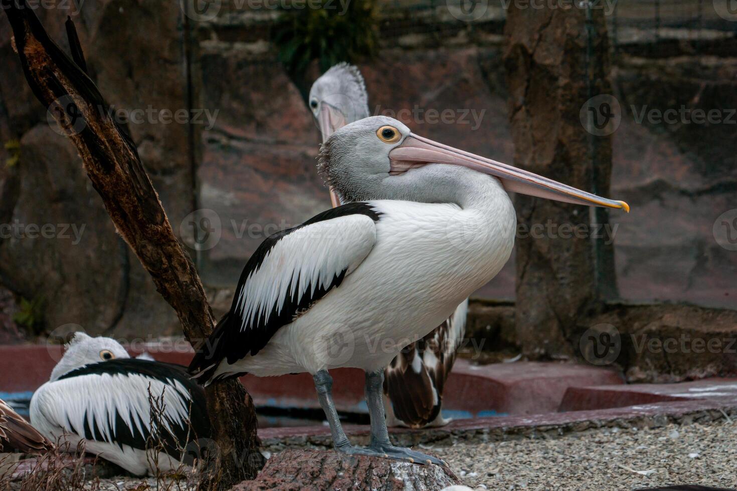 A pelican swimming and playing in the water at the zoo, showcasing its large beak and graceful movements. The lively scene captures the bird playful nature in a natural habitat photo