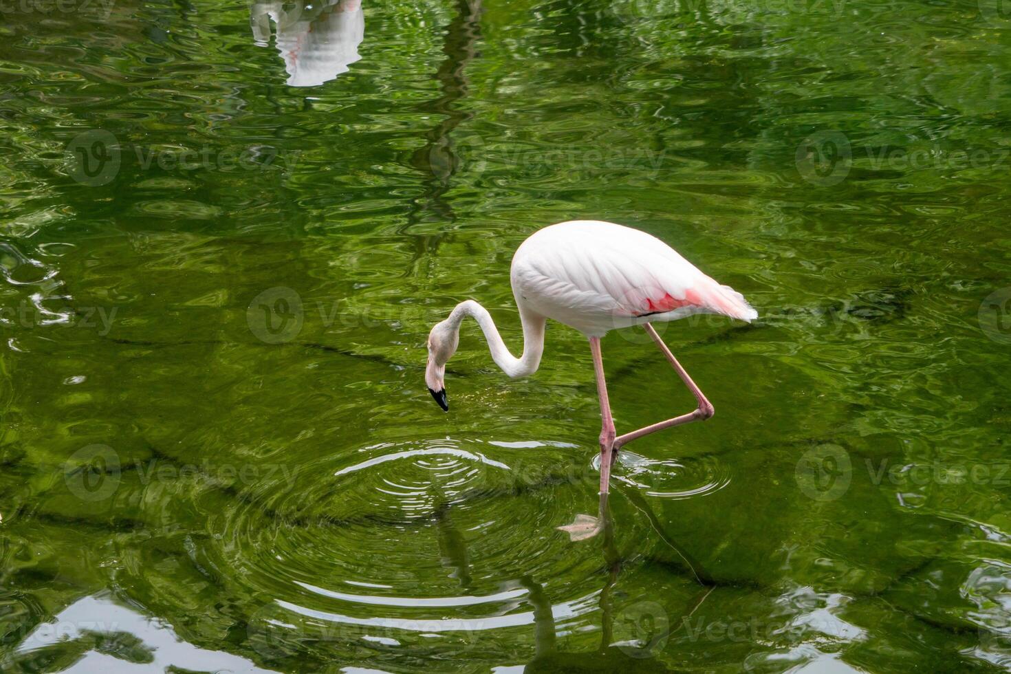 A flamingo standing gracefully by the pond at the zoo, showcasing its elegant pink feathers and unique posture. The bird adds a touch of beauty to the natural setting photo
