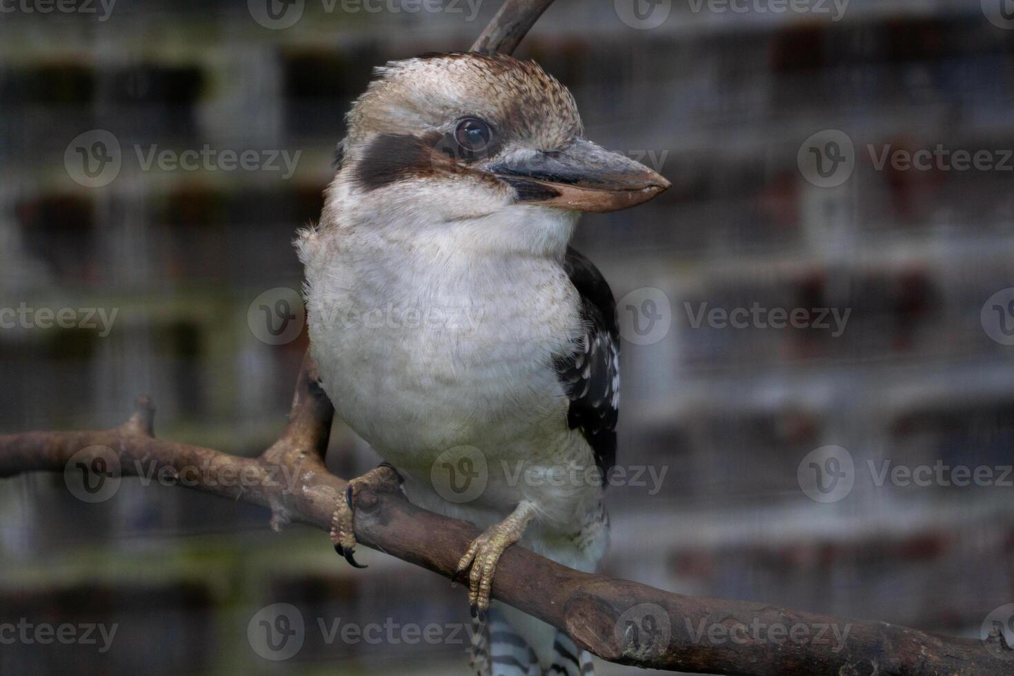A kookaburra sitting on a branch inside a cage at the zoo, showcasing its distinctive features and vibrant plumage. The bird's calm demeanor adds charm to its captive environment photo
