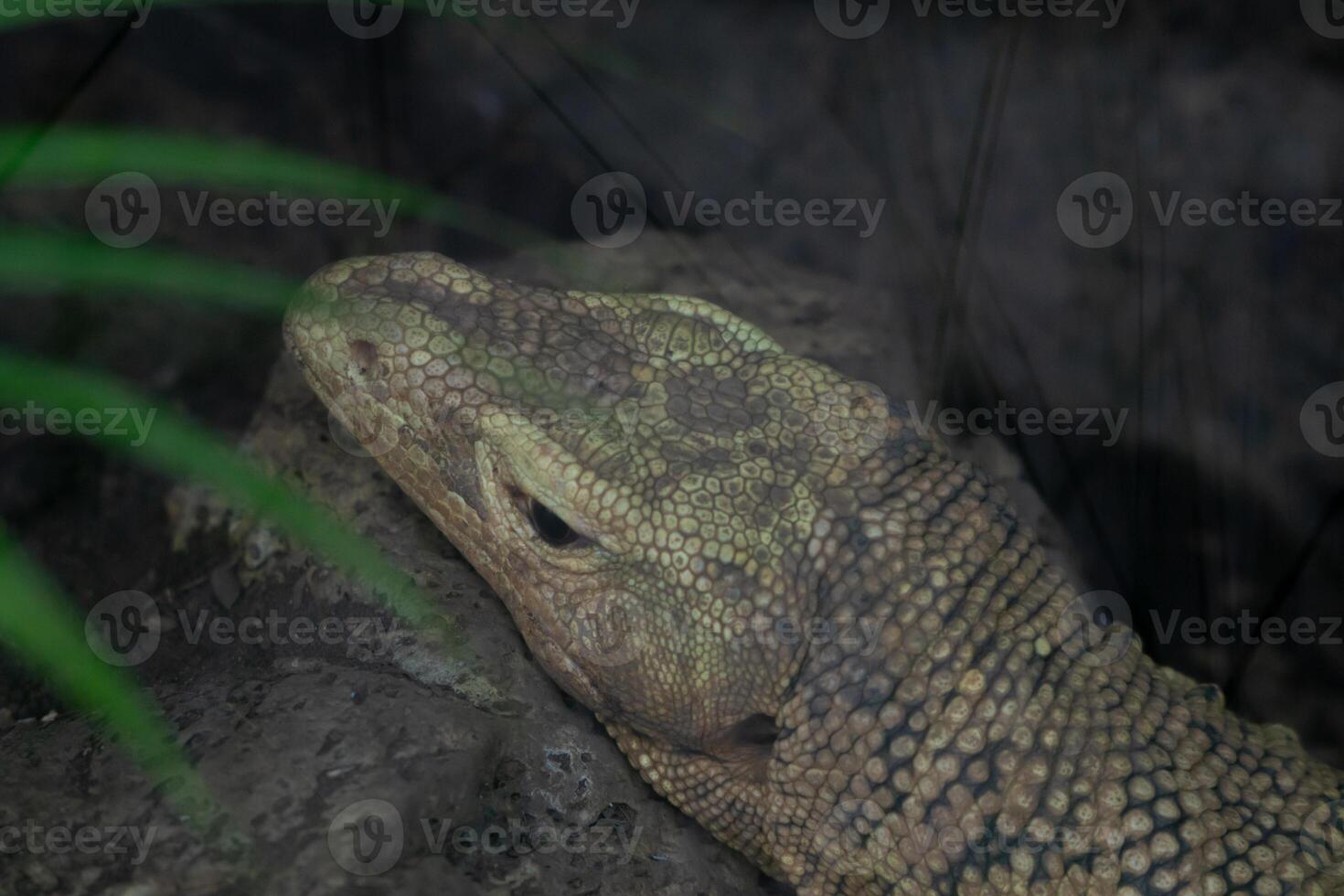 A reptile resting on a dry tree branch, illuminated by soft lamp light in a zoo. The unique ambiance and the reptile calm posture highlight the beauty of the zoo's natural setting photo