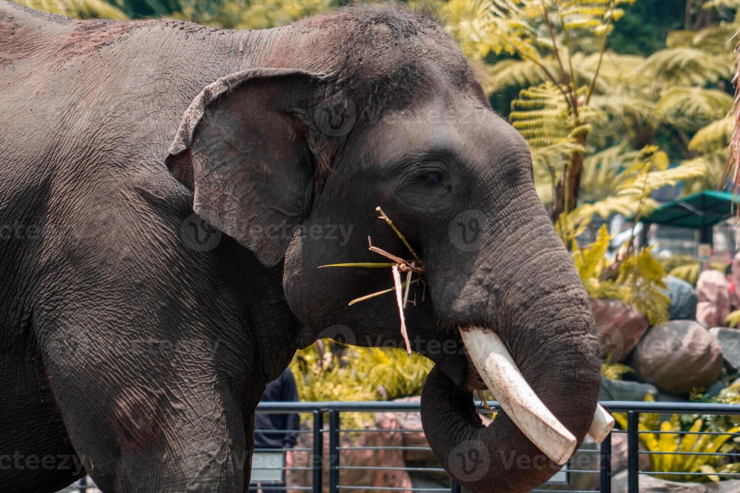 An elephant enjoying a meal at the zoo, using its trunk to pick up food. The majestic animal displays its strength and gentle nature in a natural, zoo environment photo